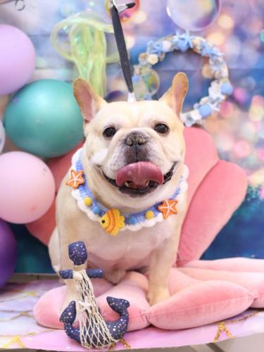 20240810こてつくん